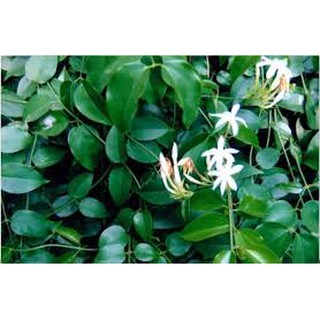 Chậu cây giống cây chè vằng lá sẻ