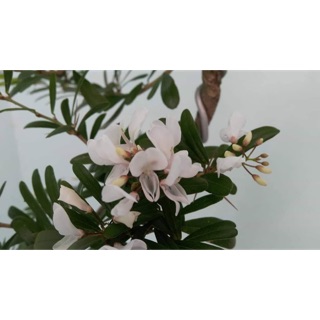 Linh sam sông hinh bông trắng