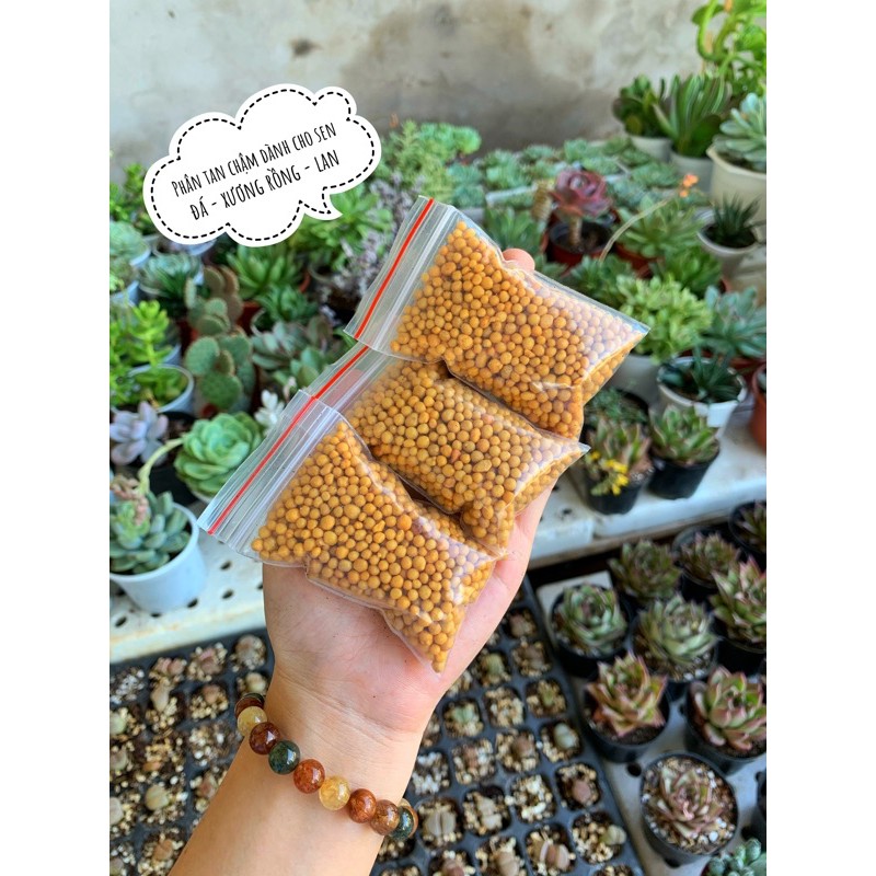 PHÂN TAN CHẬM DÀNH CHO SEN ĐÁ - XƯƠNG RỒNG