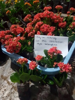 Bỏng thái kép