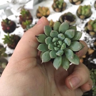 Sen đá❤️❤️❤️Sen đá mini, sen vỉ 84 cây/vỉ