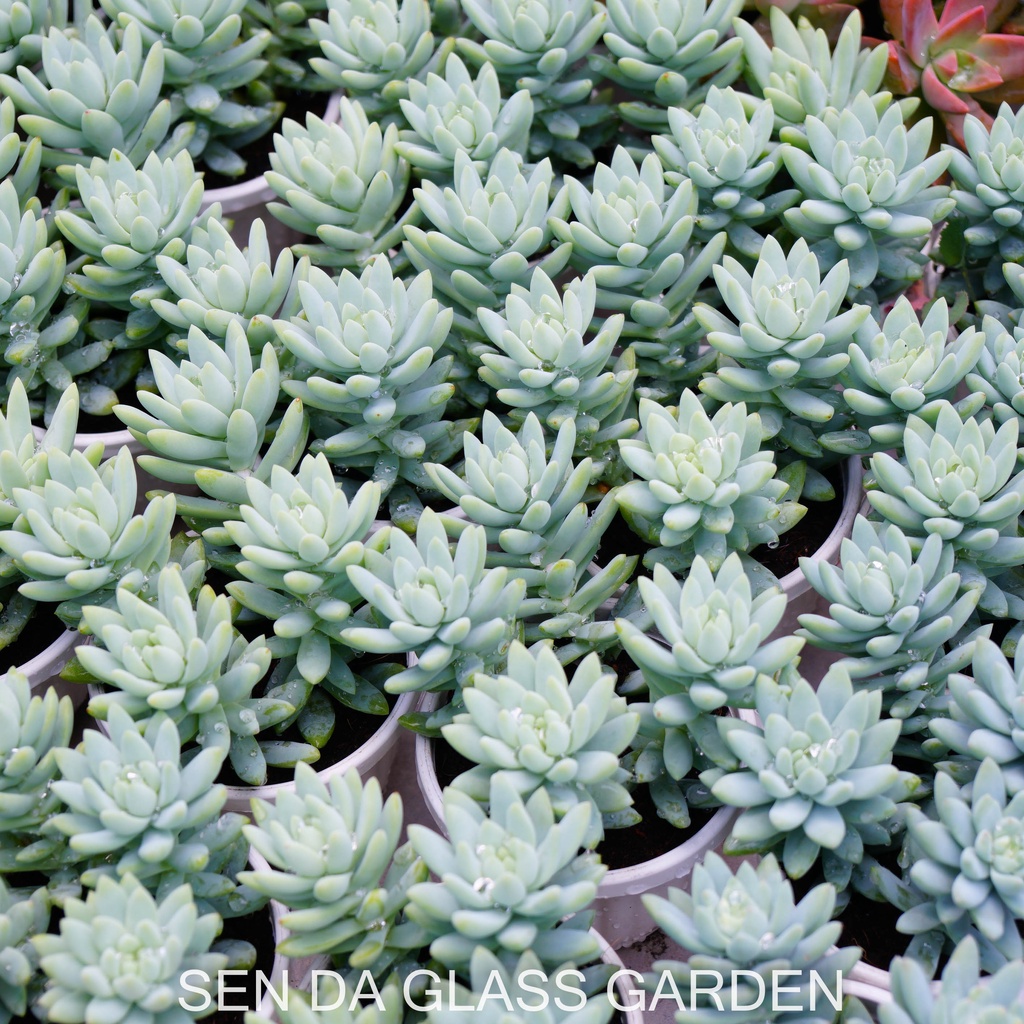Sen đá Chuỗi ngọc lam chậu treo 8cm GLASS GARDEN giống hình, Sen đá đà lạt, Thuần khí hậu, Lỗi 1  đổi 1