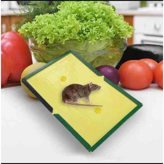 Keo dính chuột siêu dính, bẫy dính chuột thông minh hiệu quả tiện ích