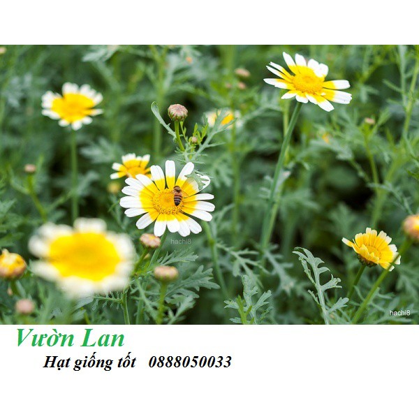 Hạt giống cải cúc 20gr (rau tần ô) HN