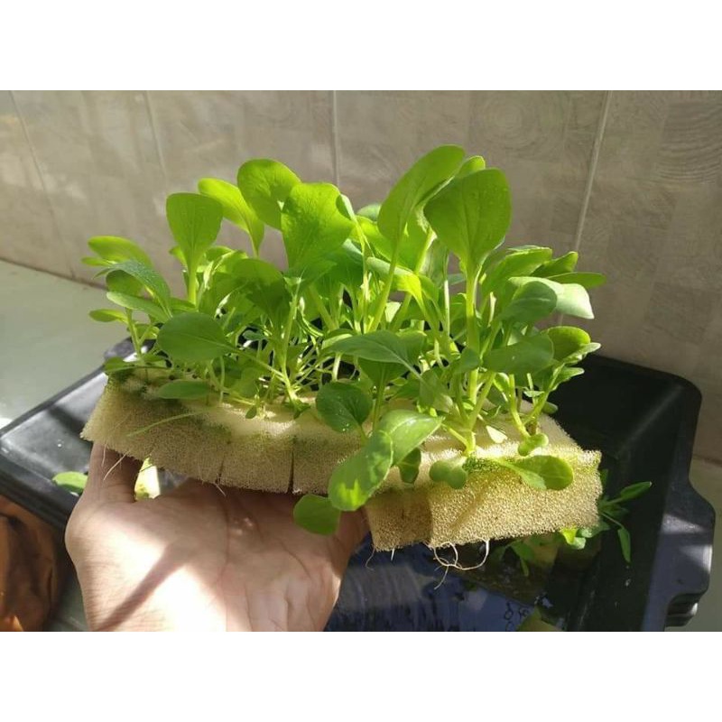 Mút ươm hạt Thủy Canh - 1 Tấm 96 viên