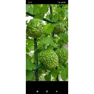 Mướp đắng (khổ qua) siêu trái