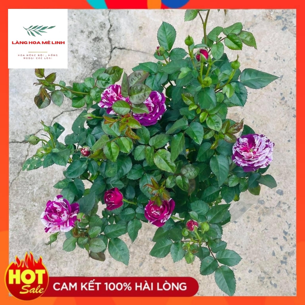 Hoa hồng Bụi Scented Jewel [SIÊU THƠM - SIÊU HOT] Hà Lan tím sọc - hương thơm mạnh mẽ, cánh kép, bông cỡ chung,sai hoa