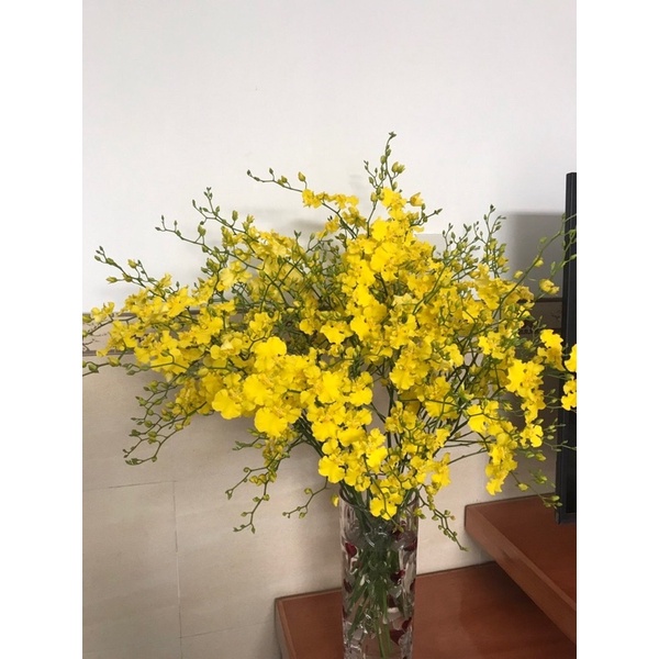 Lan Vũ Nữ vàng 3 váy đang vòi hoa