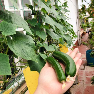 bộ Lưới giàn leo 10*2m