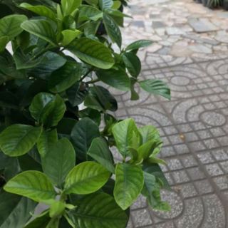 Cây 🌲 Bạch Thiên Hương ...hoa thơm