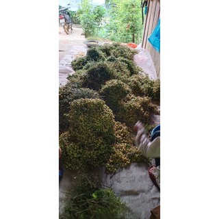 [0,5Kg] Quả mắc mật khô- Lạng Sơn
