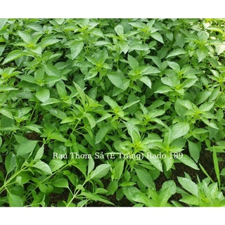 Hạt giống rau thơm sã