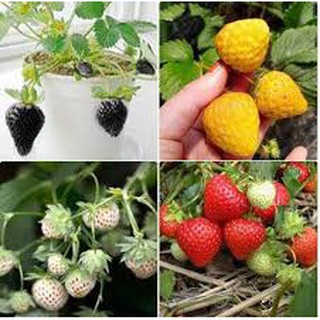 Dâu tây hana nhật chịu nhiệt