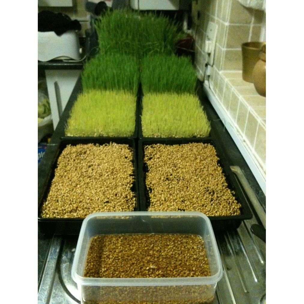 1Kg Hạt giống cỏ lúa mì-lúa mạch