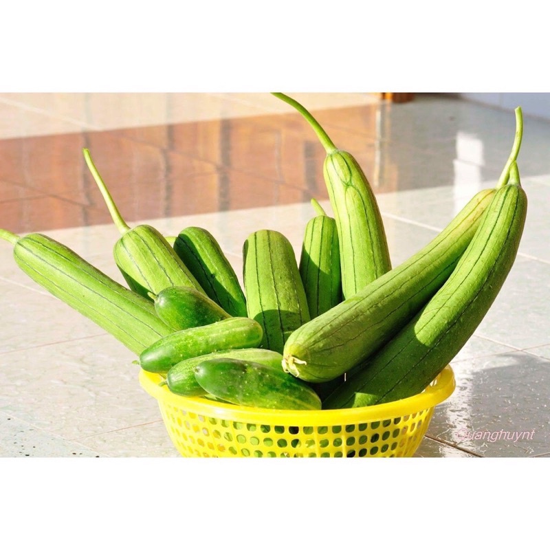 Hạt giống mướp hương cao sản F1, siêu sao quả