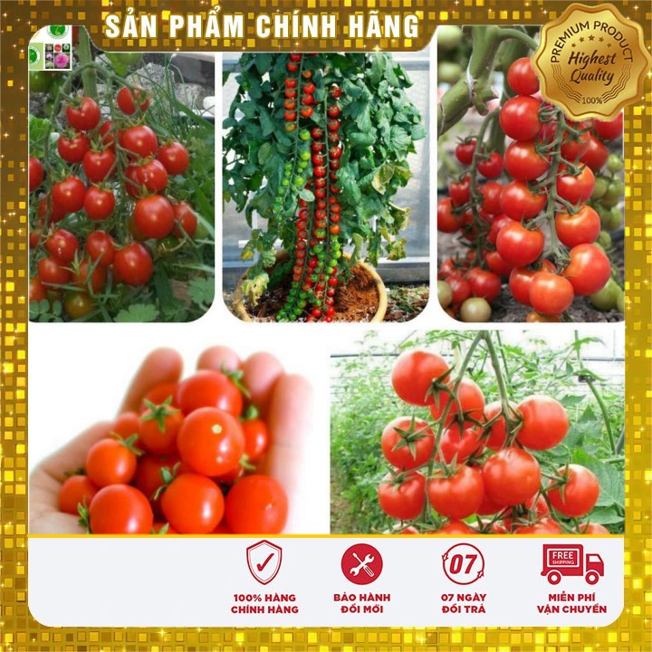 Hạt giống Cà Chua Bi Chùm 30 Hạt [Bán Sỉ]