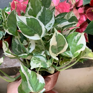 Cây trầu bà cẩm thạch