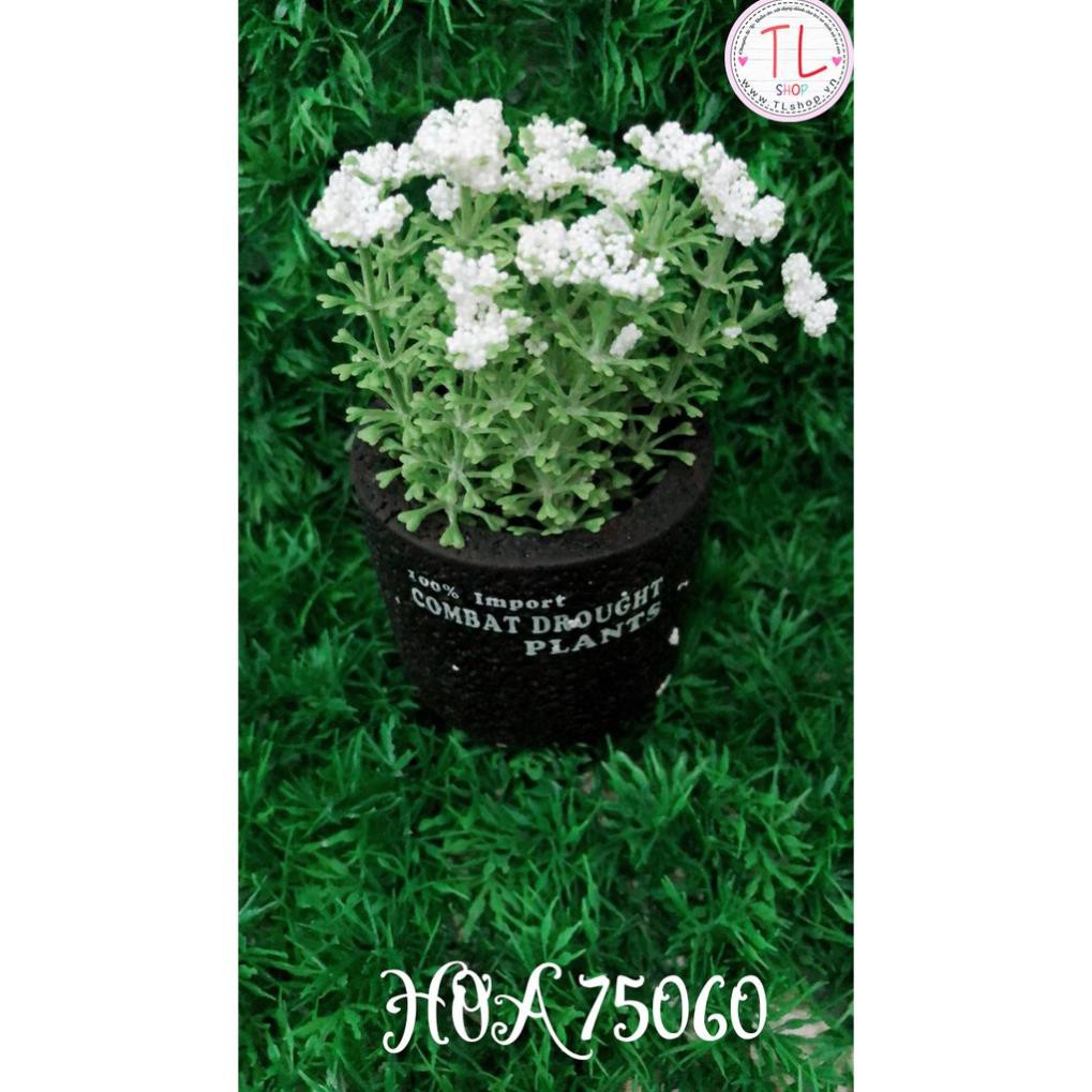 Chậu hoa bi trắng xinh xắn