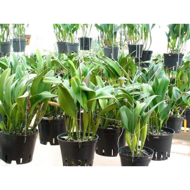 Phân trùn quế chậm tan cao cấp