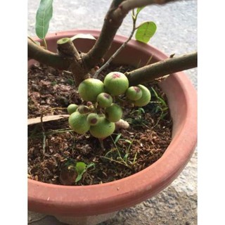 Cây sung mang đến sự đầy đủ,sung túc,sum vầy. , cây đẹp, giống chuẩn