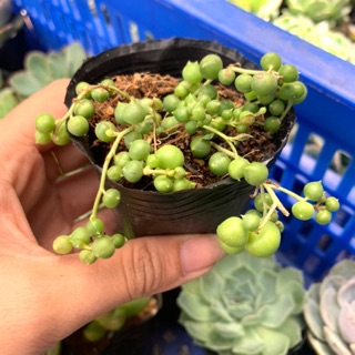 SEN ĐÁ MẮT NAI