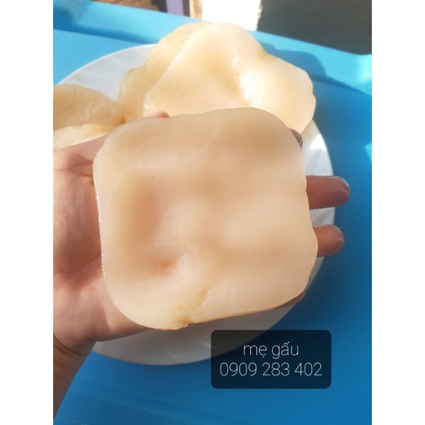 Con giống SCOBY - Nấm men Kombucha