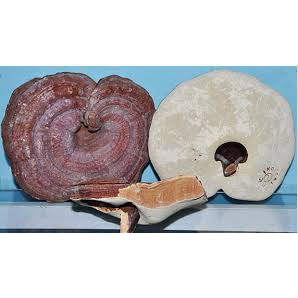 GIÁ HỦY DIỆT: NẤM LINH CHI VÀNG NHẠT TÚI HÌNH QUỐC KỲ HÀN QUỐC (1KG) | BigBuy360 - bigbuy360.vn