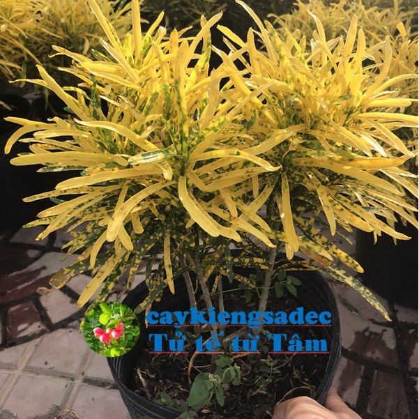 Caykiengsadec - cây vàng bạc lá màu + tặng phân bón-hoa kiểng lá-trang trí nội thất cảnh quan sân vườn ngoài trời