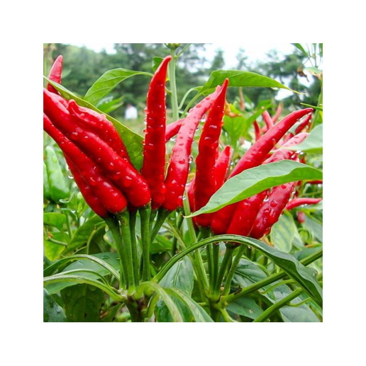 hạt giống ớt chỉ thiên 50 hạt