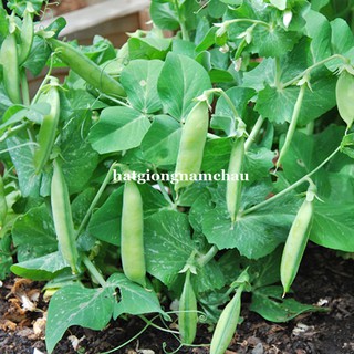 5 GR - HẠT GIỐNG ĐẬU HÀ LAN BỤI LÙN NĂM CHÂU