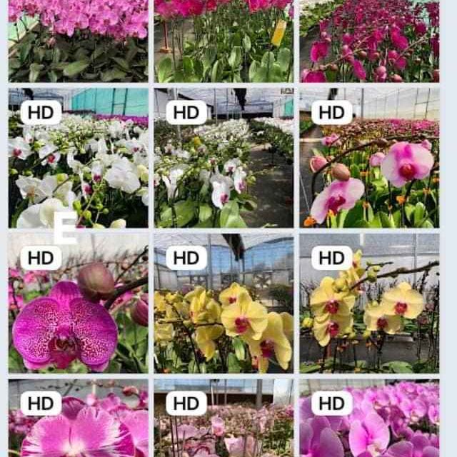 Combo 3 cốc hồ điệp con 100k