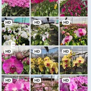 Combo 3 cốc hồ điệp con 100k