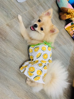 Áo dây orange cho thú cưng