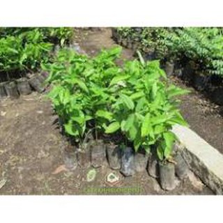 Sản phẩm CÂY GIỐNG NA ĐÀI LOAN - GIỐNG F1 + Tặng (0,3kg) phân hữu cơ cao cấp