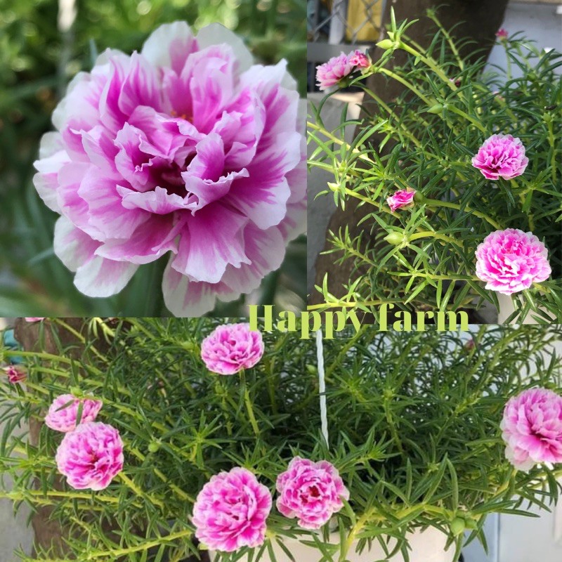 Chậu hoa mười giờ màu hồng khói