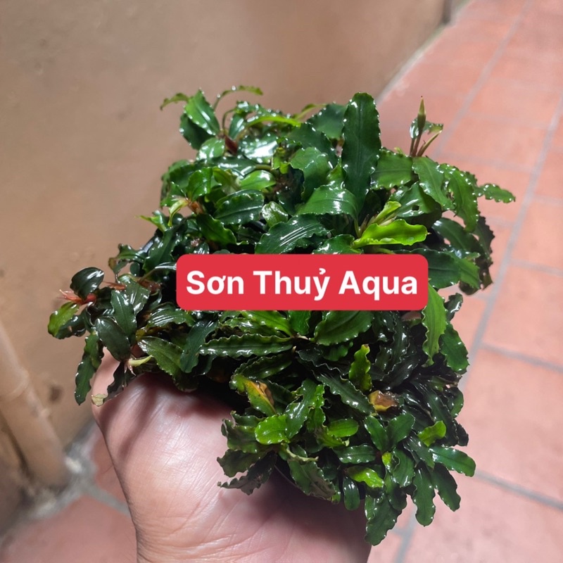 Cây thuỷ sinh Bucep. bucep răng cưa