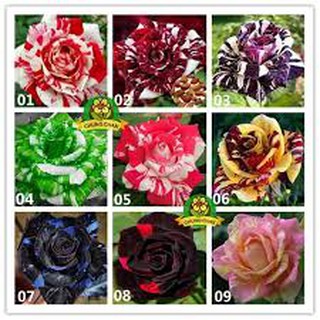 Hạt giống Hoa Hồng nhiều màu mix