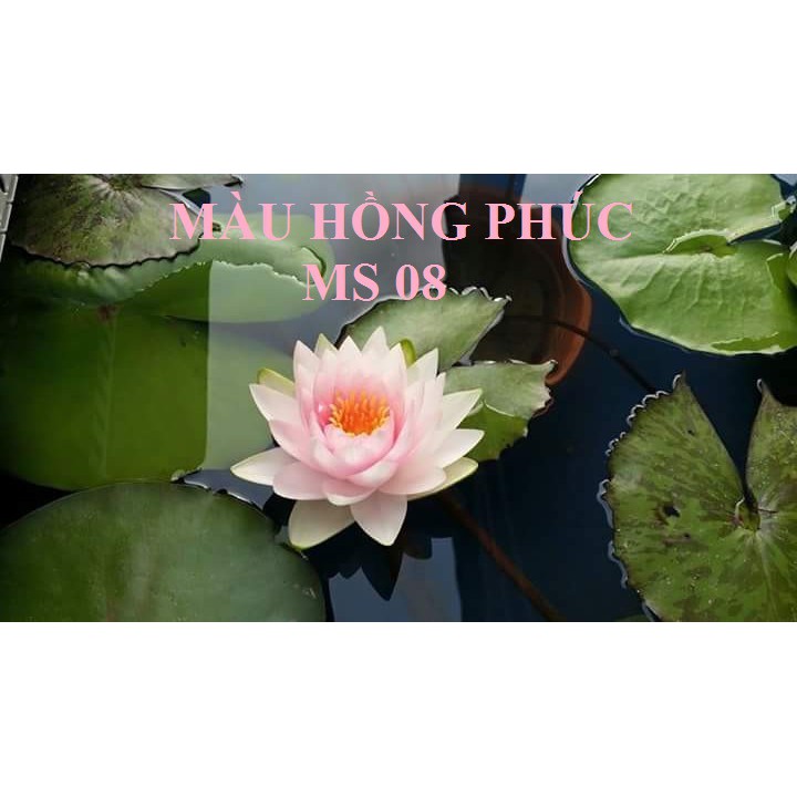 Combo 4 cây to Hoa Súng Thái Lan mix màu CB2