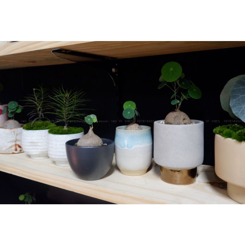 Củ Bình Vôi Thái Stephania erecta