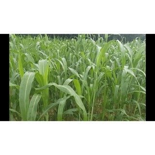 Hạt giống cỏ Sudan lai - Cỏ Cao Lương (gói 50g) - Hạt giống Cỏ Chăn Nuôi - Cỏ Họ Ngô