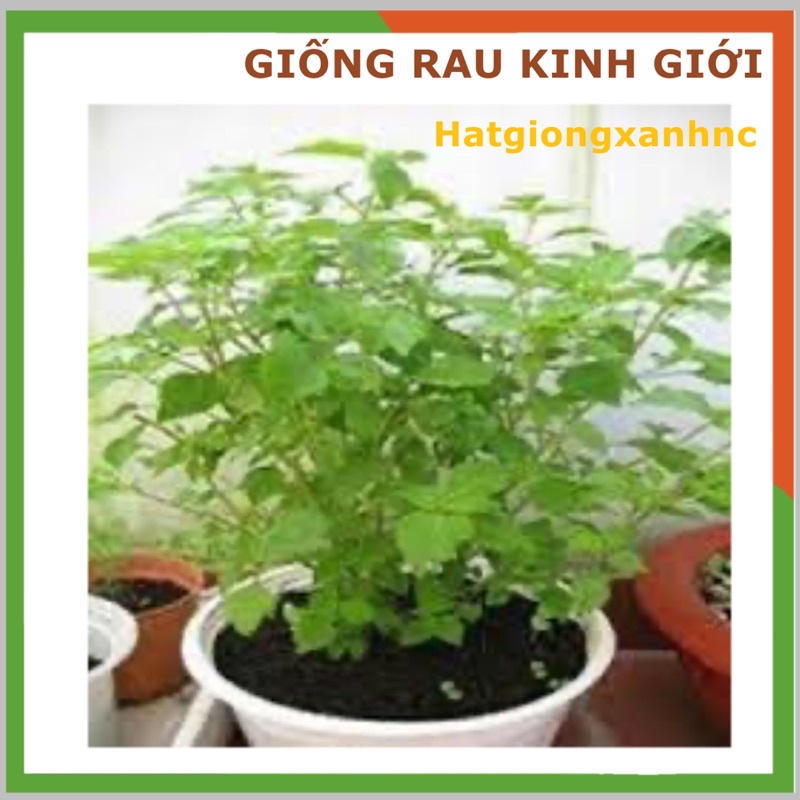 Hạt giống Rau Kinh Giới Dễ Chăm Sóc, Trồng Được Quanh Năm  - Hạt Giống Rạng Đông