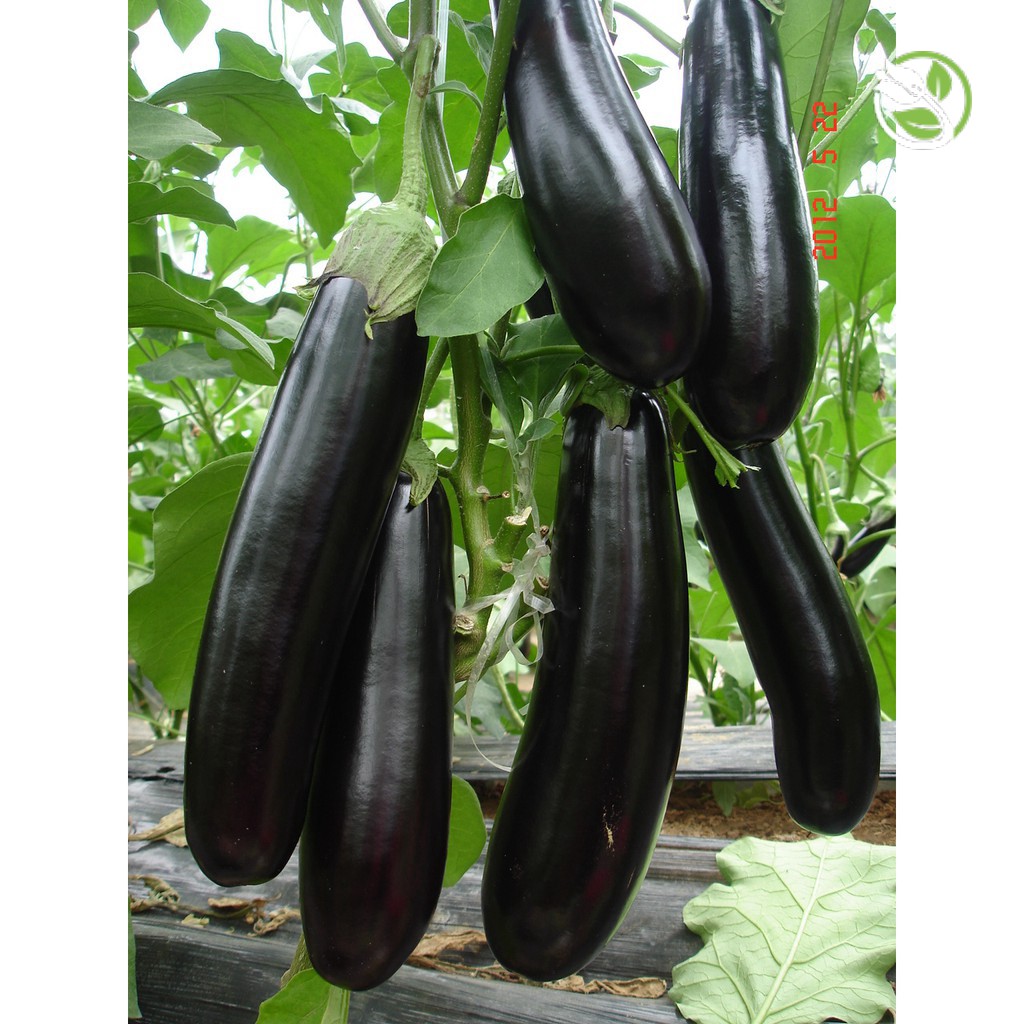 Hạt Giống Cà Tím Dài F1 PN-65 và Cà Nâu Cơm Xanh F1 254 Phú Nông - Aubergine