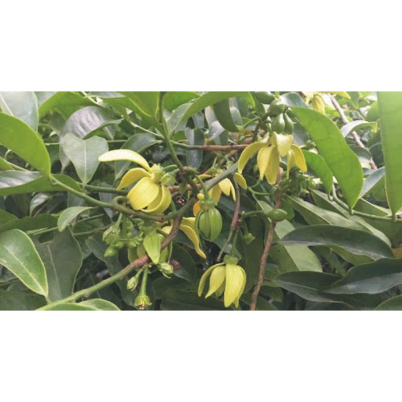 CÂY HOA MÓNG RỒNG HOA THƠM
