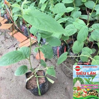Cây giống kiwi leo giàn ruột vàng dòng quả sớm