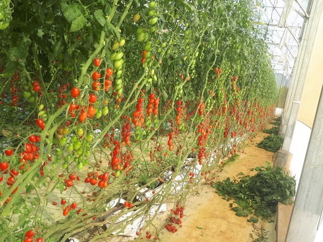 Hạt giống cà chua chịu nhiệt sugar cherry