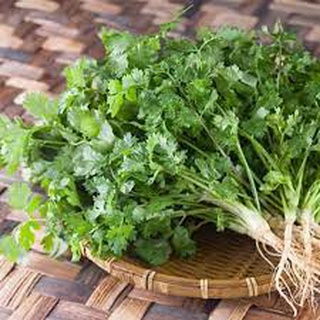 [ Bán chạy ] Hạt giống Rau Mùi-20g (tặng kèm 20 hạt Cải Kale Khủng Long)
