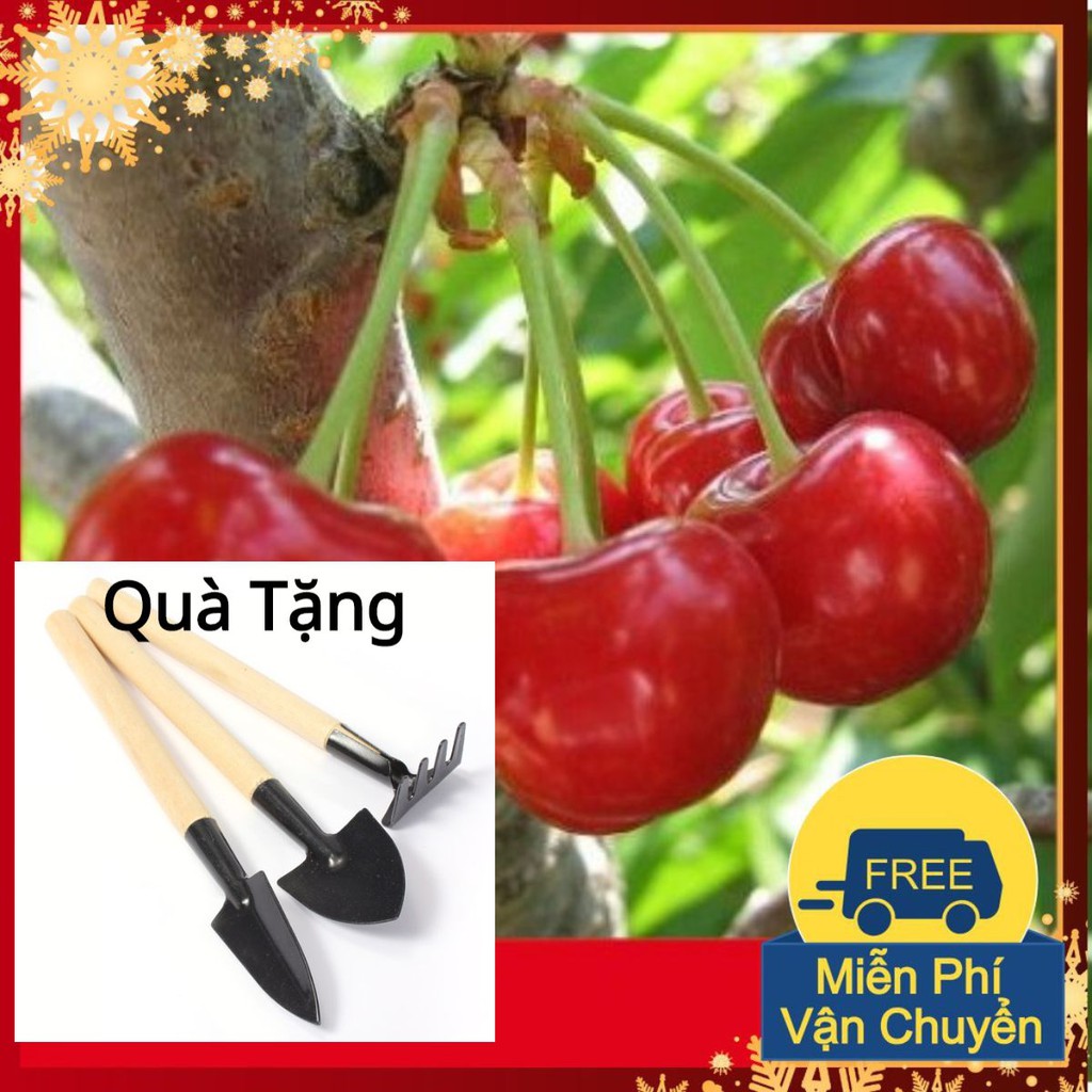 Hạt Giống Quả Anh Đào Cherry Mỹ Tặng Bộ Dụng Cụ Mini Trồng Cây Tặng Bộ Dụng Cụ Mini Trồng Cây