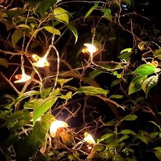 Dây đèn led decor đep, dây led con ong