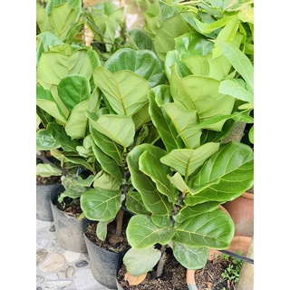 BÀNG SINGAPO ( Giao siêu tốc trong HCM )