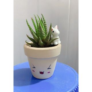 Chậu móng rồng mini 5cm có vẽ hình đáng yêu( cả cây và chậu)